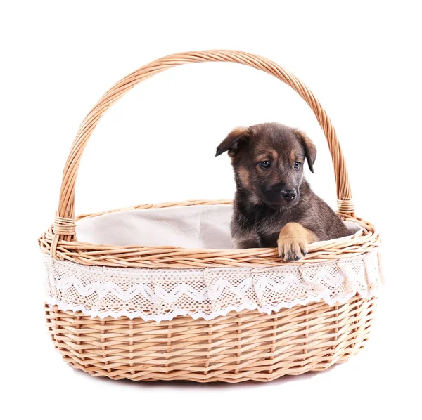 Filhote de cachorro engraçado na cesta trançada redonda isolada no branco — Fotografia de Stock