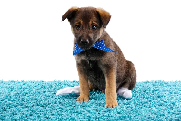 Filhote de cachorro jogando em um tapete azul isolado no branco — Fotografia de Stock