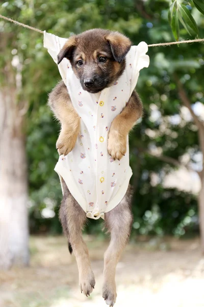 Puppy dressed in clothes for children and hung on the rope with clothes-pegs outdoor