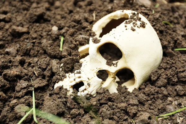 Human skull in ground — Stock Photo, Image