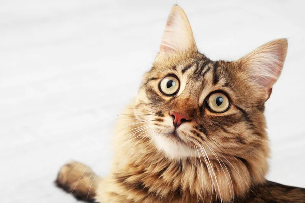 Gato bonito deitado no chão — Fotografia de Stock