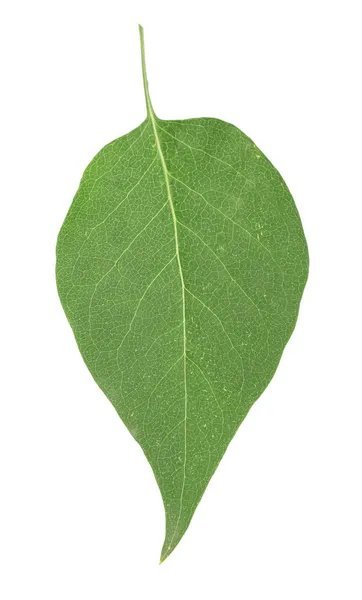 Hoja verde aislada sobre blanco — Foto de Stock