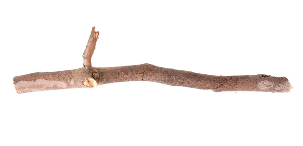 Dry tree branch — Stock Photo, Image