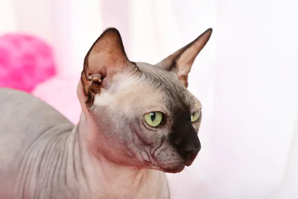 Красивая серая кошка-сфинкс — стоковое фото