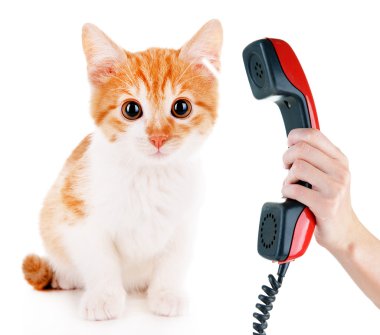 Telefon üzerinde beyaz izole alıcı ile küçük kedi yavrusu