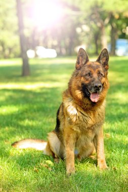 Komik şirin köpek açık havada