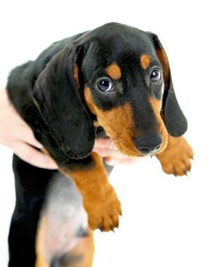 sevimli köpek yavrusu, üzerinde beyaz izole