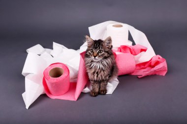 rulo gri arka plan üzerine tuvalet kağıdı ile oynarken sevimli kedi yavrusu