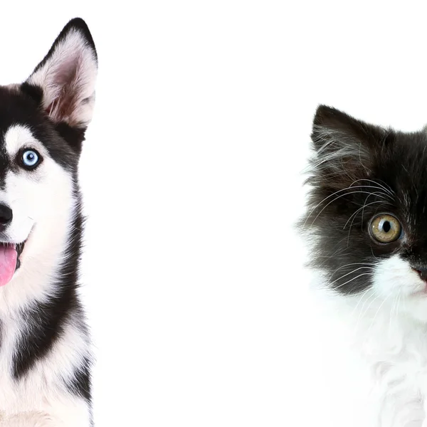 Симпатичные лица кошки и собаки изолированы на белом — стоковое фото