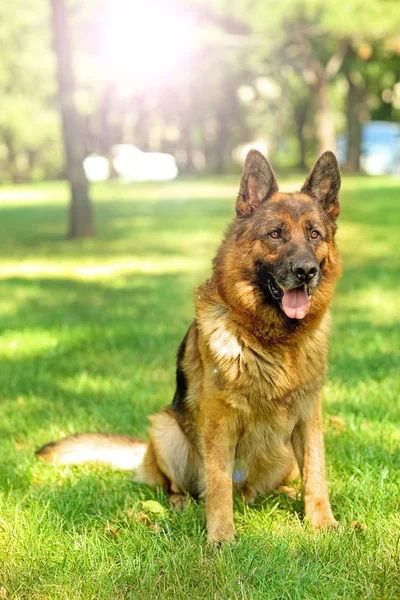 Chien mignon drôle à l'extérieur — Photo