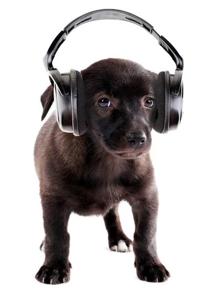 Chiot mignon et écouteurs, isolé sur blanc — Photo