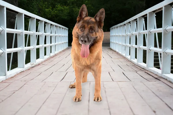 Chien mignon drôle à l'extérieur — Photo