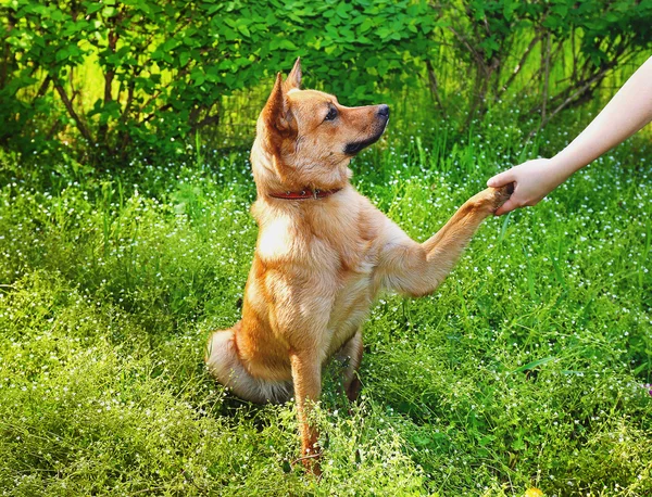 Vicces aranyos kutya, nyomja meg a mancsát ellen a nő kezét, szabadban — Stock Fotó