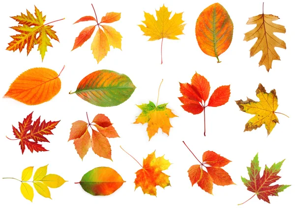 Collage de hojas de otoño aislado en blanco —  Fotos de Stock