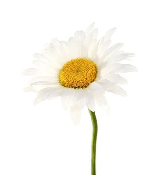 Chamomile isolated on white — Stock Photo, Image