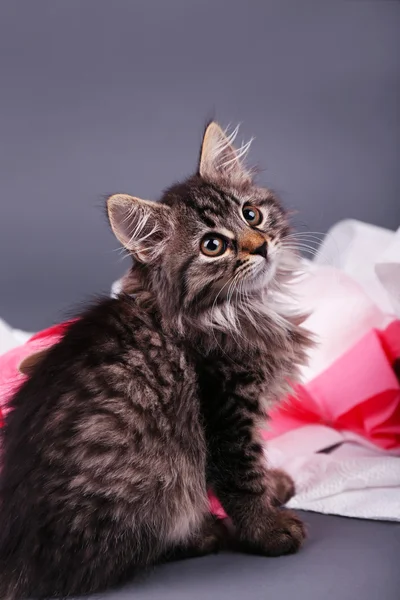 可爱的小猫玩卷卫生纸，在灰色的背景上 — 图库照片
