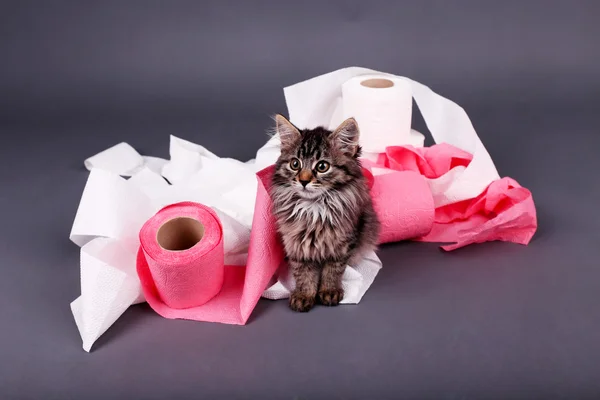 Cute kitten playing with roll of toilet paper,  on gray background — Stock Photo, Image