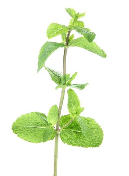 Brunch di menta verde fresca su sfondo bianco isolato — Foto Stock