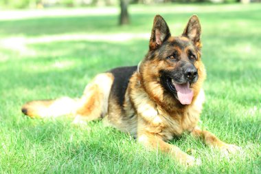 komik köpek parkı