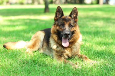 komik köpek parkı