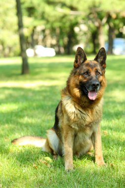 komik köpek parkı