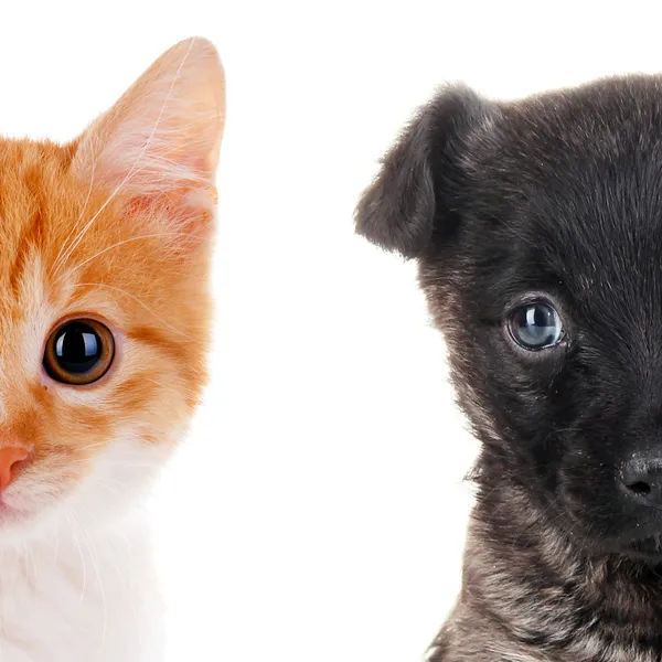 Cute cat and dog faces isolated on white — Stock Photo, Image