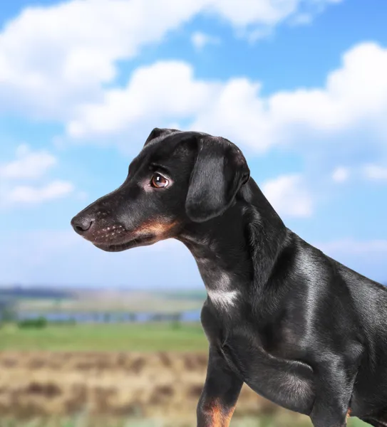 Black dachshund dog outdoors — Stock Photo, Image