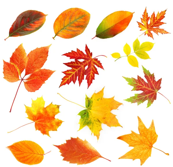 Autumn leaves collage isolated on white — Stock Photo, Image