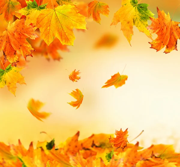 Hojas vívidas de otoño — Foto de Stock