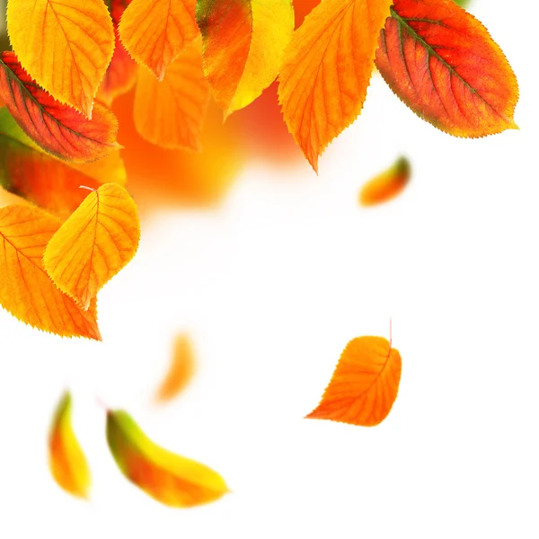 Vivid autumn leaves — Stock Photo, Image