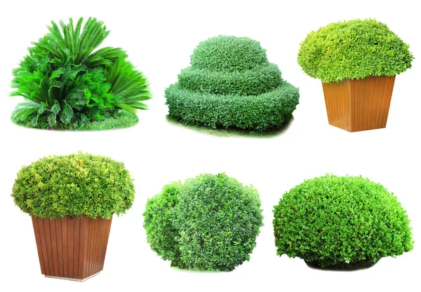 Collage arbustos verdes aislados en blanco —  Fotos de Stock