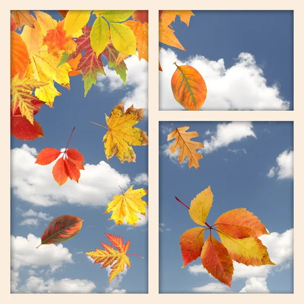 Vivid autumn leaves outside window — Stock Photo, Image