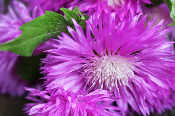 Cornflowers background — Stockfoto