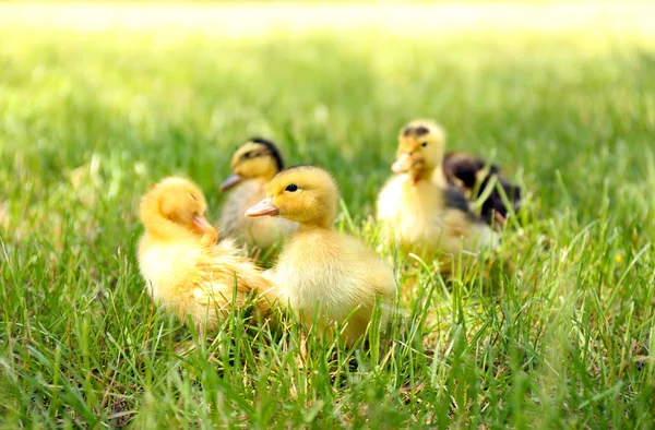 Piccoli simpatici anatroccoli su erba verde, all'aperto — Foto Stock