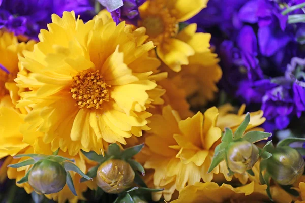 Bellissimi fiori selvatici da vicino — Foto Stock