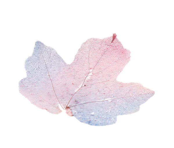 Dry maple leaf on white background isolated — Stock Photo, Image