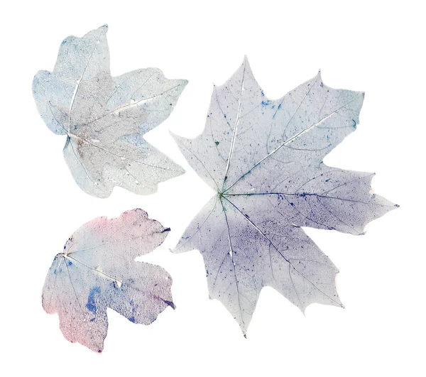 Dry maple leaf on white background isolated — Stock Photo, Image
