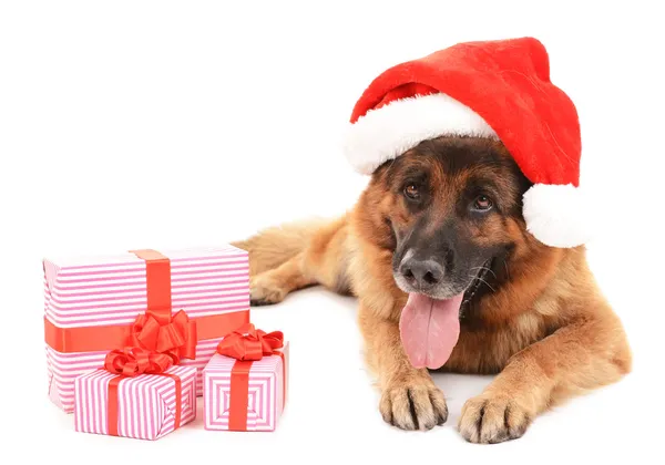 Chien mignon drôle dans le chapeau de Noël avec des cadeaux isolés sur blanc — Photo