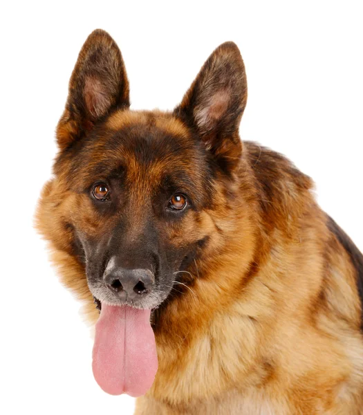 Engraçado bonito cão isolado no branco — Fotografia de Stock