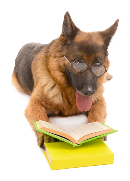 Lustige niedliche Hund mit Büchern isoliert auf weiß — Stockfoto