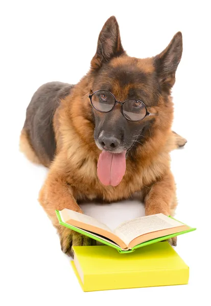 Zabawny ładny pies z książek na białym tle — Zdjęcie stockowe