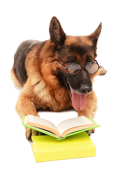 Lustige niedliche Hund mit Büchern isoliert auf weiß — Stockfoto