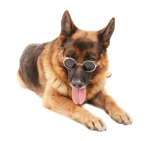 Funny cute dog in glasses isolated on white — Stock Photo, Image