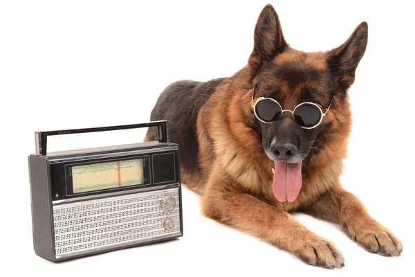 Funny cute dog with radio isolated on white — Stock Photo, Image