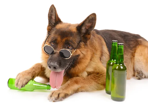 Funny cute dog with bottles of beer isolated on white — Stock Photo, Image