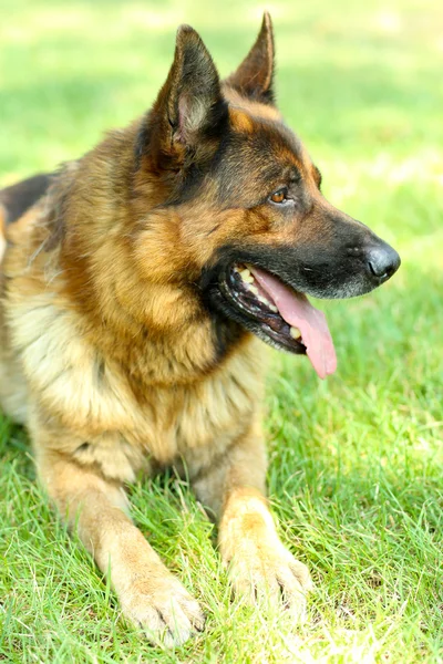 Cão engraçado bonito no parque — Fotografia de Stock