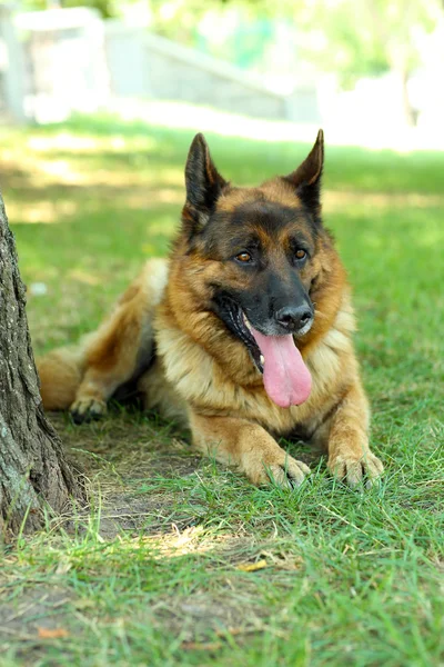 Divertido lindo perro en el parque — Foto de Stock