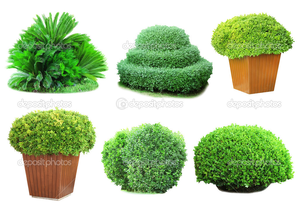 Collage green bushes isolated on white