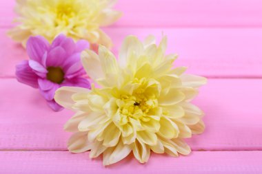 güzel kasımpatı çiçekleri pembe ahşap zemin üzerinde