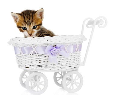 sevimli küçük kedi yavrusu üzerinde beyaz izole bebek arabası